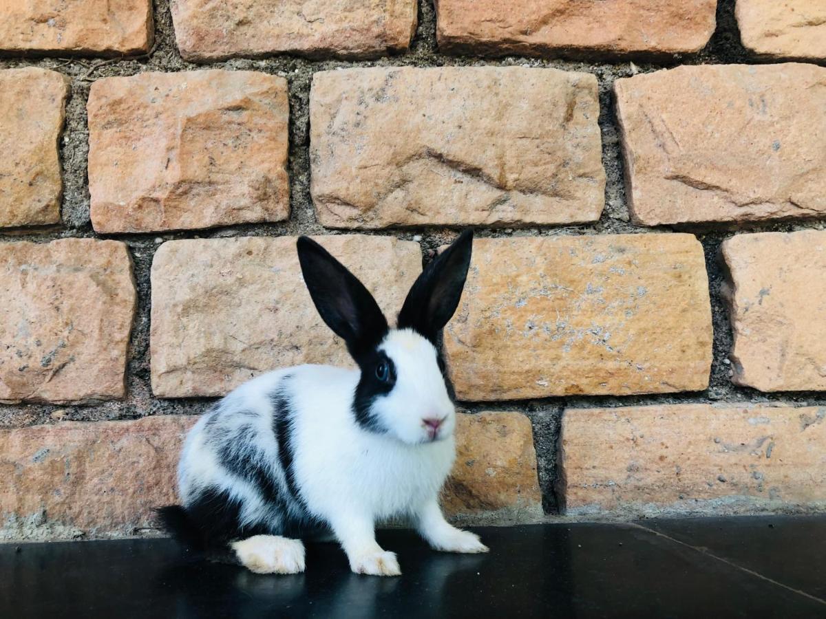 דהאנו Zohra Baugh, A Green & Organic Farmhouse Stay With All Amenities מראה חיצוני תמונה